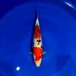 SANKE 37cm female