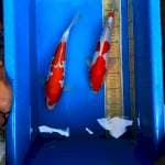 Kohaku dhoitsu