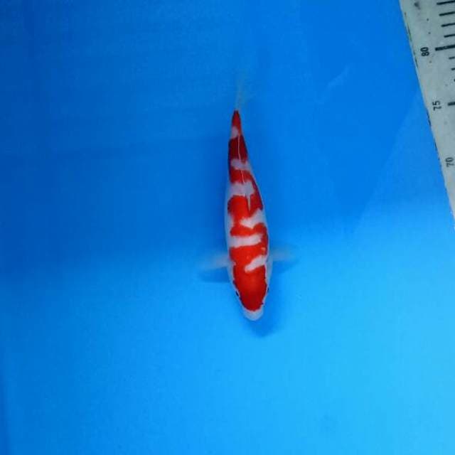 Anaconda Kohaku