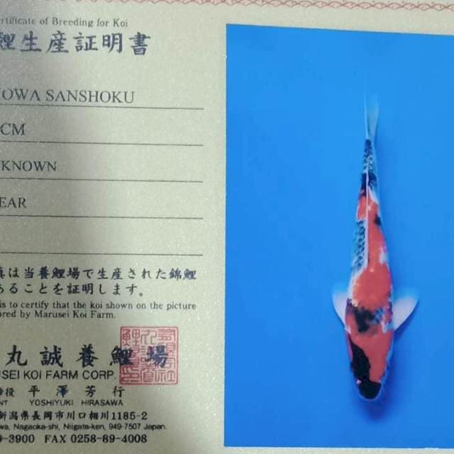 Showa import marusei farm