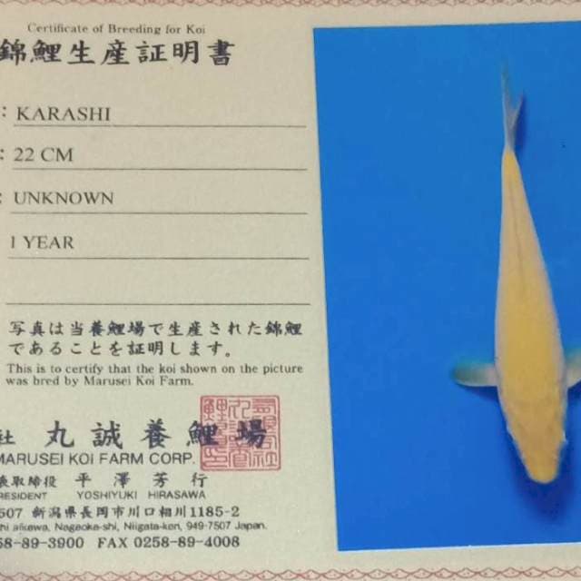 Karashi bulky import marusei farm