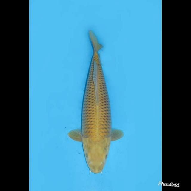 50cm Jumbo F1 Tategoi Mulus  , Fml Good Body ,  