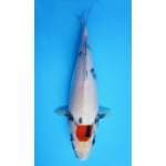 26cm- graduela zoji - ori tancho showa