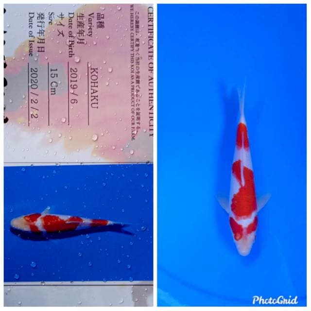 Kohaku sakai yamamatsu