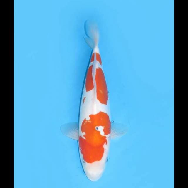 Sanke Doitsu Murni - 32cm