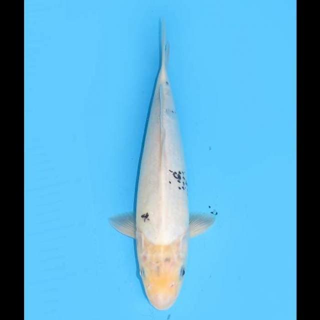 Shiro Tategoi - 32cm 