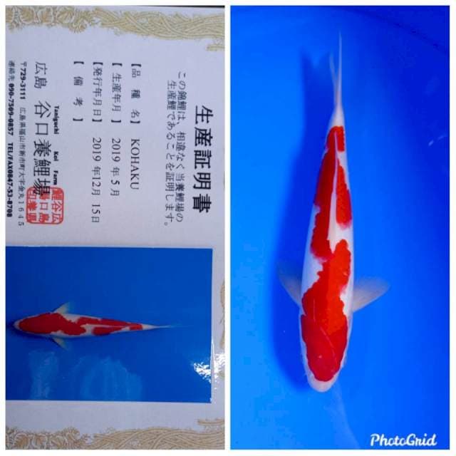 Kohaku import taniguchi farm