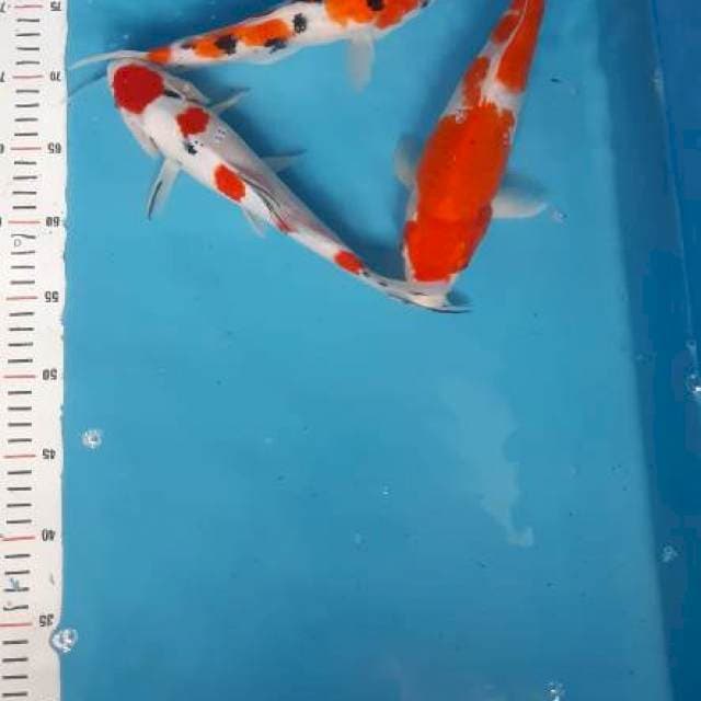 Sanke maruten ..kohaku hot pattern