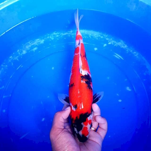 Showa Merah Strong 32cm