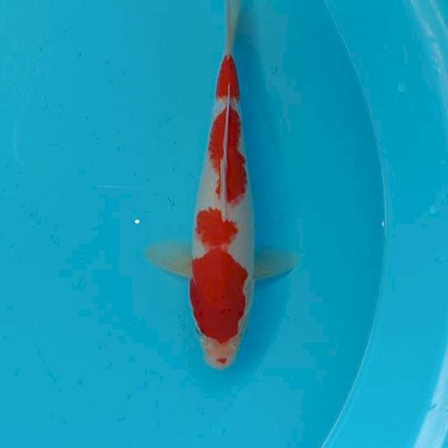 Kohaku ±30cm jantan
