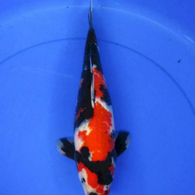 Showa sansoku
