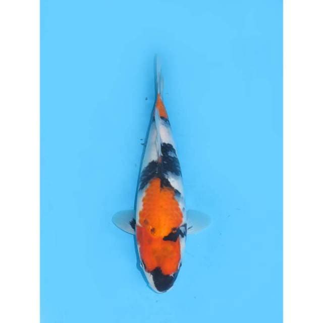 Showa Tategoi - 28cm