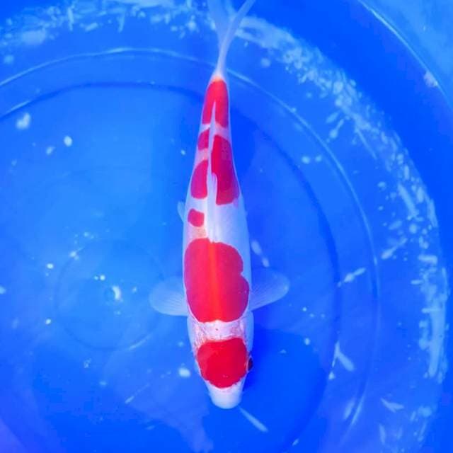 Maruten Kohaku Doitsu 28cm