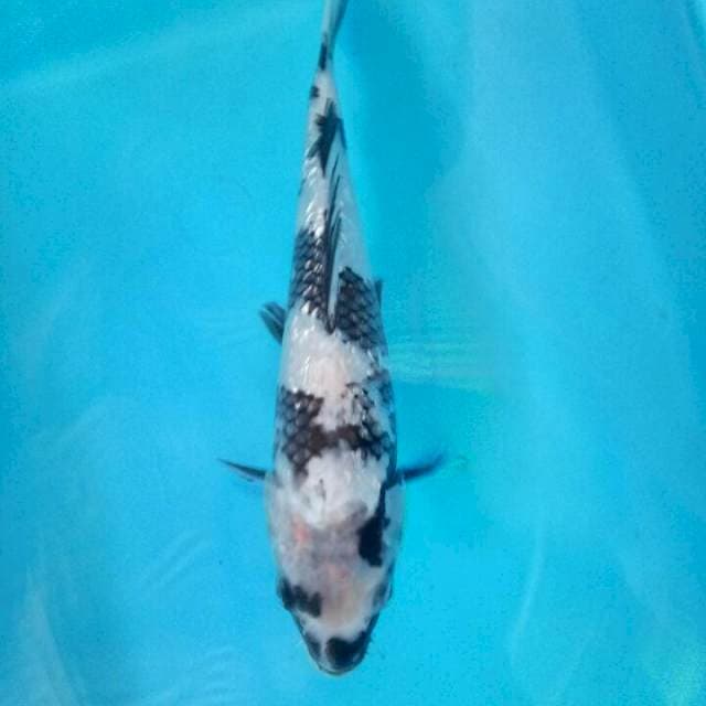 Shiro 24 cm