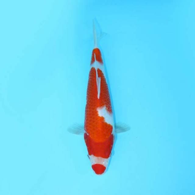 KOHAKU KUCHIBENI 26 CM FEMALE