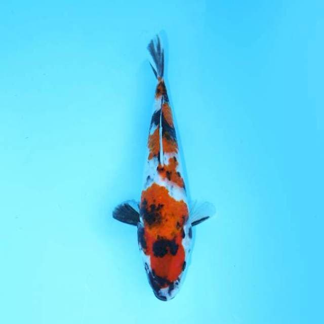 SHOWA 23 CM MALE 