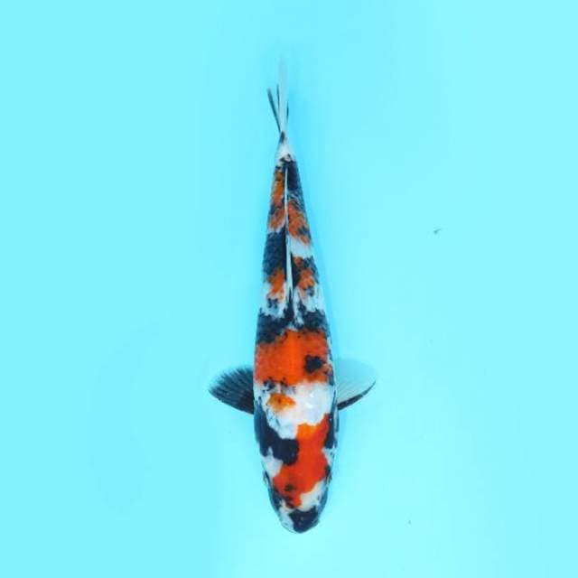SHOWA 25 CM MALE