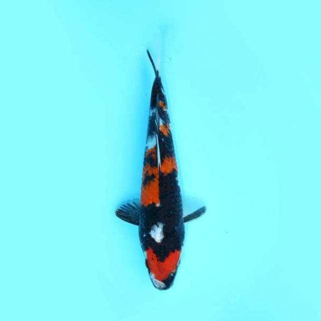 SHOWA BLACK JET 23 CM MALE