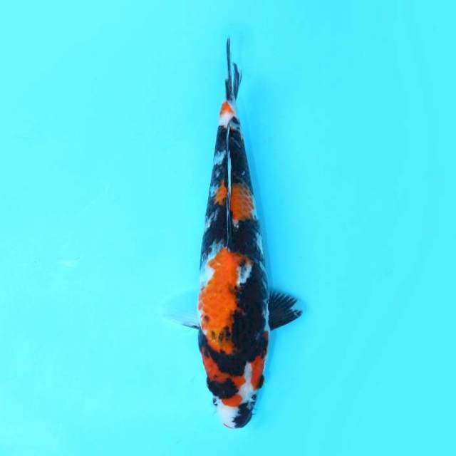 SHOWA 27 CM FEMALE