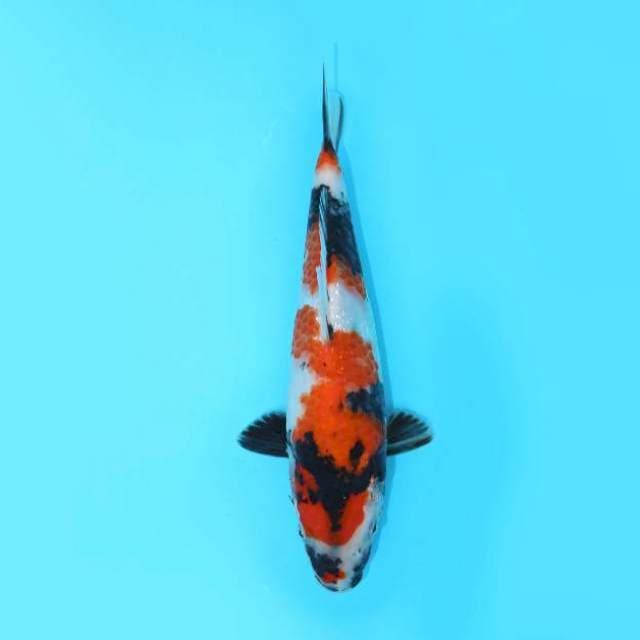 SHOWA 23 CM FEMALE