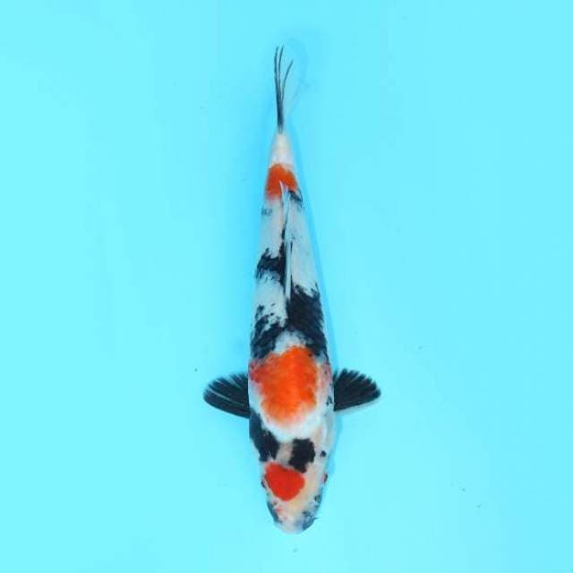KINDAI SHOWA 25 CM MALE