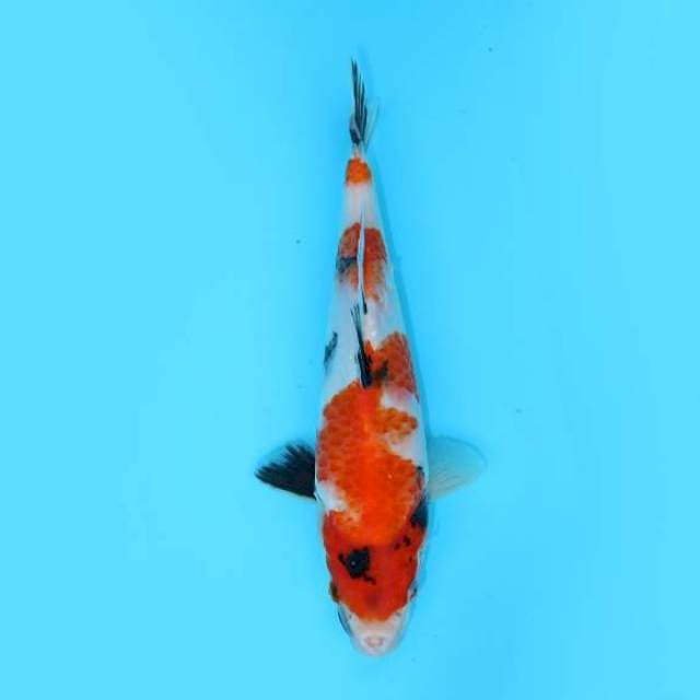 SHOWA TATEGOI 26 CM MALE