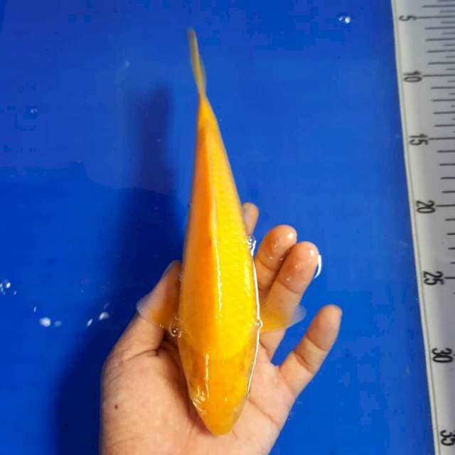 Karasi mata merah 24