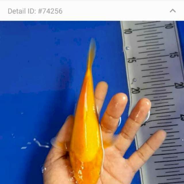 Karasi mata merah 16 cm