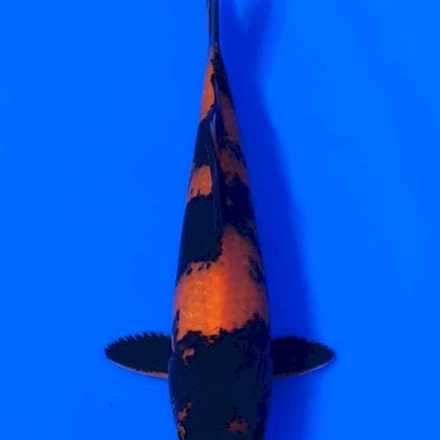 Hiutsuri Shinoda Certy Breeder