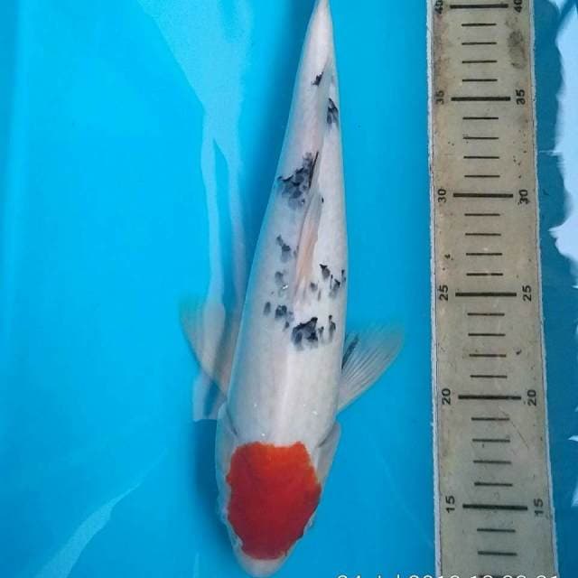 Tancho Sanke 33cm. Original