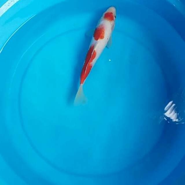 Maruten kohaku