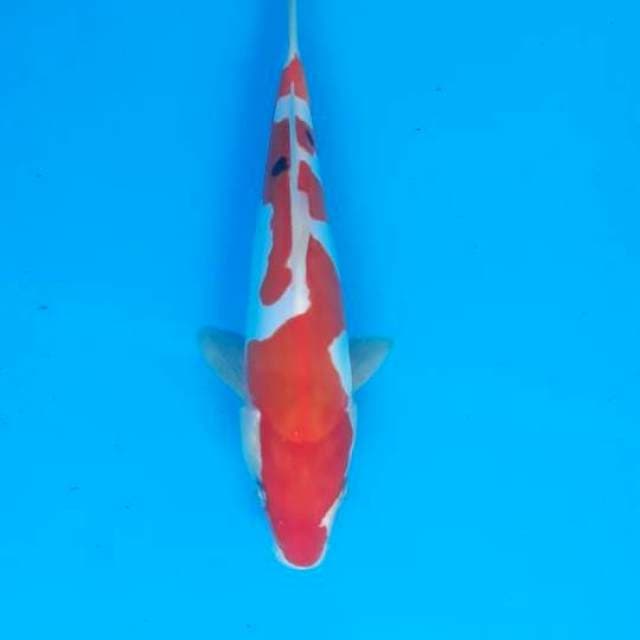 Sanke Doitsu Murni 23cm