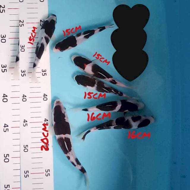 Budho goromo (7ekor) 16,16,15,15,15,15,20cm siip. Yang satu cutting sudah kering