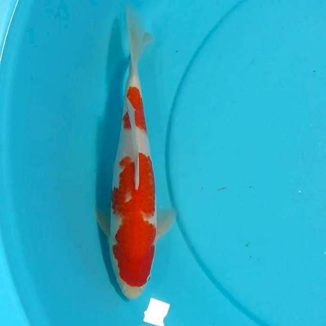 Kohaku