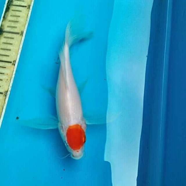 Tancho kohaku kumpay langka