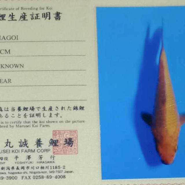 Chagoi import marusei