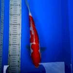 Kohaku doits 33 cm