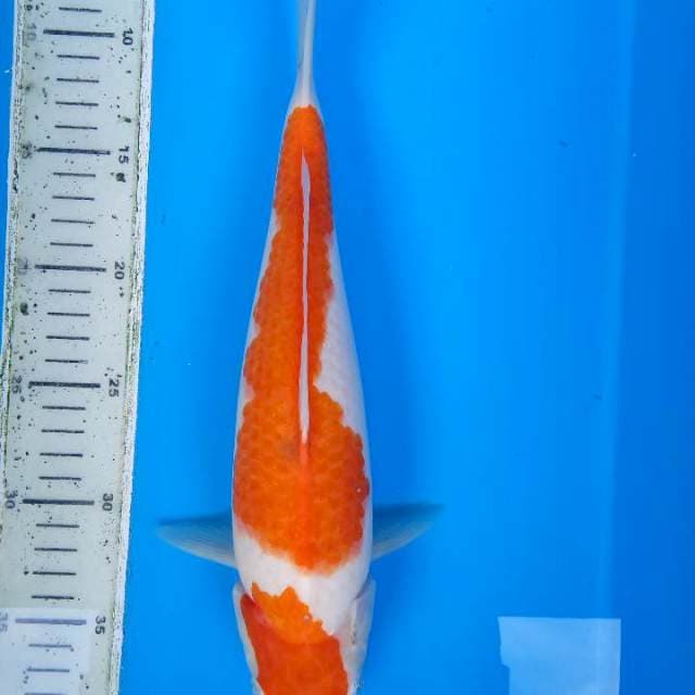 Kohaku 31 cm