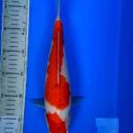 Kohaku 31 cm