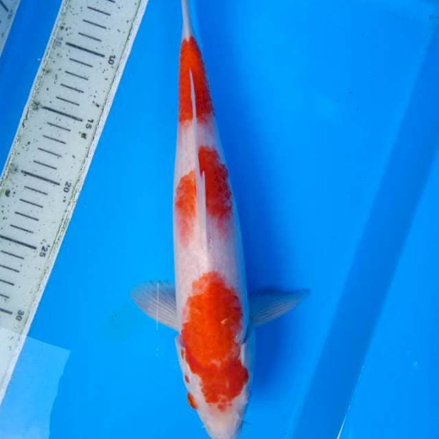 Kohaku 32 cm