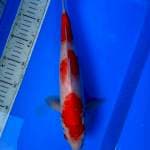 Kohaku 32 cm