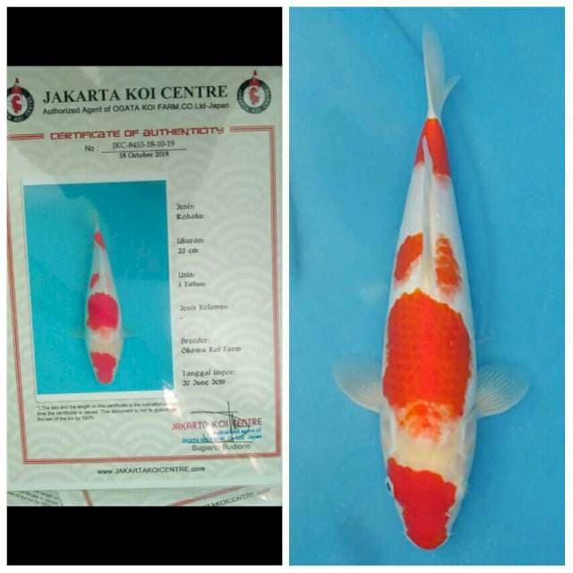 Okawa Kohaku