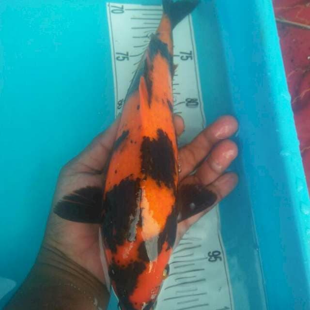 30 cm utsuri
