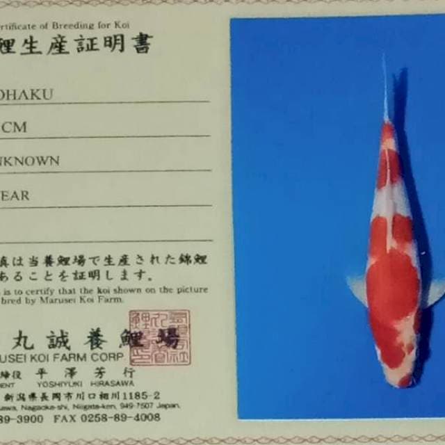 Kohaku import strong bulky marusei farm