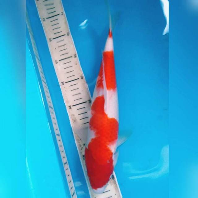 Kohaku 36cm. Original