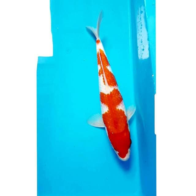KOHAKU 31cm MALE
