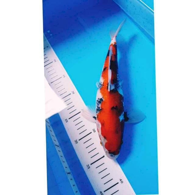 SHOWA 31cm MALE