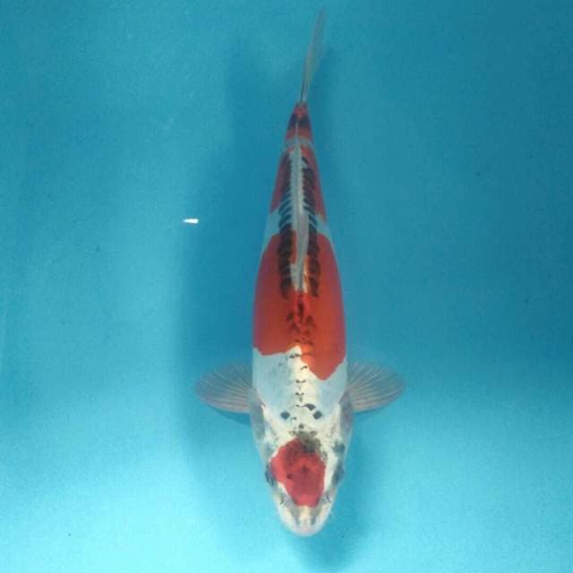 Kikokuryu, male 30 cm