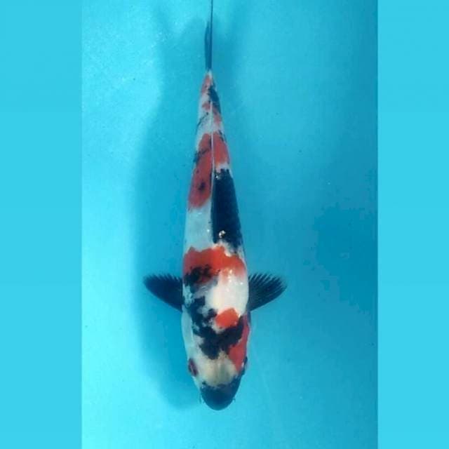 Kindai Showa, 28 cm