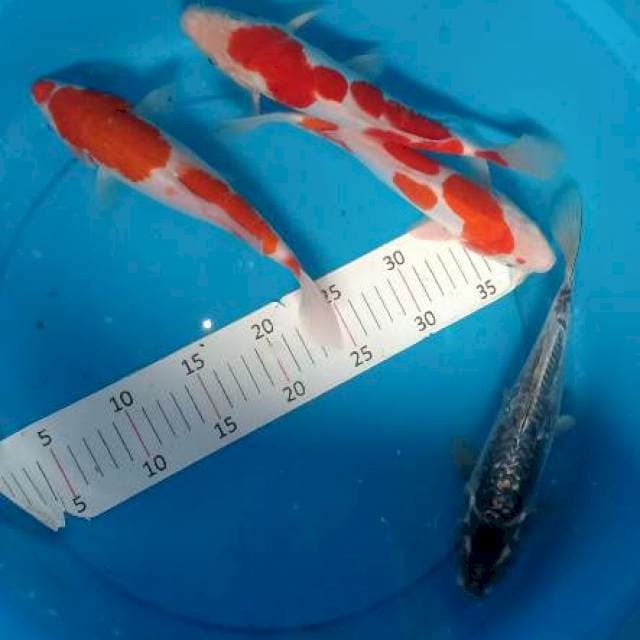 4 Mix cantik
